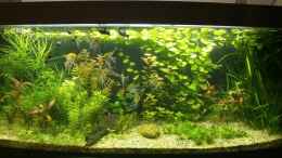 aquarium-von-standard-becken-34106_