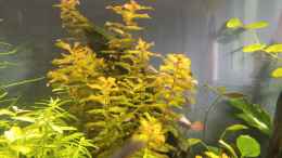 aquarium-von-standard-becken-34106_Rotala macranda