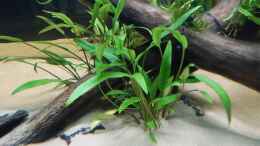 aquarium-von-merotheq-wohnzimmerteiler_Cryptocoryne wendtii green