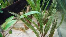 aquarium-von-merotheq-wohnzimmerteiler_Cryptocoryne balansae