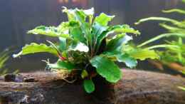 aquarium-von-merotheq-wohnzimmerteiler_Bucephalandra spec. Wavy Leaf