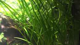 aquarium-von-danny-froschwelten_Sagittaria subulata