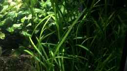 aquarium-von-danny-anubiasdickicht_Sagittaria subulata