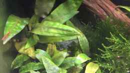 aquarium-von-danny-asiatischer-dschungel_Cryptocoryne pontederifolia und Cryptocoryne x purpurea