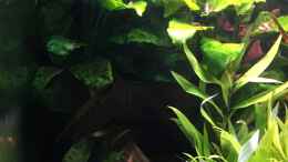 aquarium-von-danny-asiatischer-dschungel_Anubias barteri