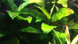 aquarium-von-danny-asiatischer-dschungel_Anubias barteri