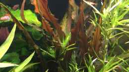 aquarium-von-danny-asiatischer-dschungel_Cryptocoryne undulatus ???Red???