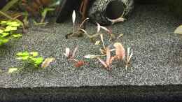 aquarium-von-danny-cryptocorynenwald-nur-noch-als-beispiel_Cryptocoryne spec. ???Flamingo???