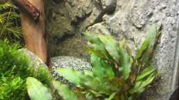 aquarium-von-danny-cryptocorynenwald-nur-noch-als-beispiel_Cryptocoryne wendtii ???Mi Oya???