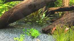 aquarium-von-danny-cryptocorynenwald-nur-noch-als-beispiel_Cryptocoryne wendtii ???Kompakt???