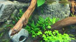 aquarium-von-danny-cryptocorynenwald-nur-noch-als-beispiel_Cryptocoryne wendtii ???Green???