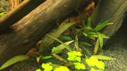 aquarium-von-danny-cryptocorynenwald-nur-noch-als-beispiel_Cryptocoryne undulatus ???Red???