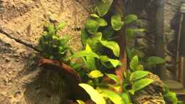 aquarium-von-danny-cryptocorynenwald-nur-noch-als-beispiel_Anubias barteri var. nana und Bucephalandra spec. Wavy Leaf