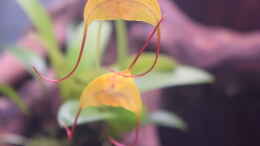 aquarium-von-junglist-a-river-runs-through-it-existiert-so-nicht-mehr_ Blüte von Masdevallia triangularis