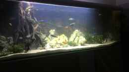 aquarium-von-lippi-malawi-geroellzone_1. Versuch