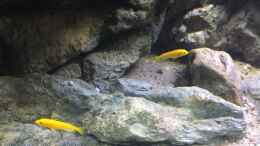 aquarium-von-lippi-malawi-geroellzone_