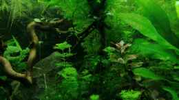 aquarium-von-heike-fuchs-becken-34170_