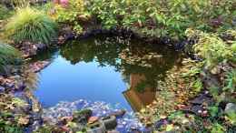 aquarium-von-helga-kury-biotop---schildkroeten-wg---teich-34177_Der Teich im Herbst