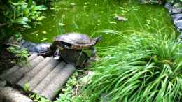 aquarium-von-helga-kury-biotop---schildkroeten-wg---teich-34177_Morla und die anderen beim Sonne tanken...