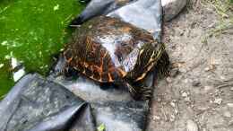 aquarium-von-helga-kury-biotop---schildkroeten-wg---teich-34177_Morla kommt sofort aus dem Teich, wenn sie die Leute kennt..