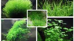 aquarium-von-tilo-schmiedl-kinderzimmerbecken_Riccia fluitans, Juncus repens, Eleocharis acicularis, Taxip