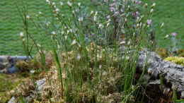 aquarium-von-junglist-hochmoor-beet_Eriophorum alpinum