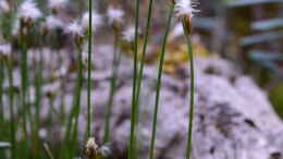 aquarium-von-junglist-hochmoor-beet_Eriophorum alpinum