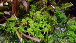 aquarium-von-junglist-hochmoor-beet_Sphagnum 