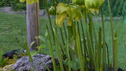 aquarium-von-junglist-hochmoor-beet_Blüte von Sarracenia 