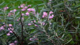 aquarium-von-junglist-hochmoor-beet_Andromeda polifolia - Rosmarinheide