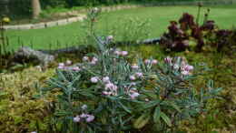 aquarium-von-junglist-hochmoor-beet_Andromeda polifolia Rosmarinheide