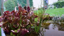 aquarium-von-junglist-hochmoor-beet_Sarracenia purpurea