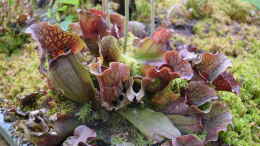 aquarium-von-junglist-hochmoor-beet_Sarracenia purpurea