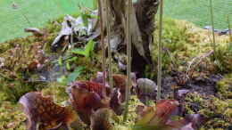 aquarium-von-junglist-hochmoor-beet_Sarracenia purpurea