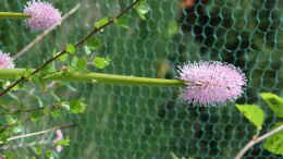 aquarium-von-junglist-hochmoor-beet_Helonias bullata