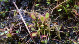 aquarium-von-junglist-hochmoor-beet_Drosera anglica