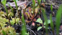 aquarium-von-junglist-hochmoor-beet_Drosera rotundifollia