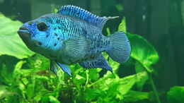 aquarium-von-rabunz3l-blue-dempsey_