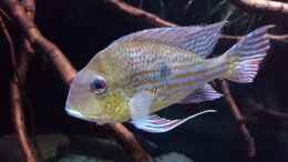 aquarium-von-suedamerika-aquanaut-amazonas-klarwasser-biotop_Geophagus abalios Weib 