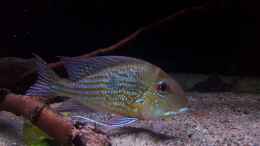 aquarium-von-suedamerika-aquanaut-amazonas-klarwasser-biotop_Geophagus abalios Bock