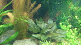 aquarium-von-gruenhexe-becken-34244--ehemaliges-diskusbecken--_Rotalla waichlichii und Cryptocoryne cordata