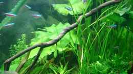 aquarium-von-gruenhexe-becken-34244--ehemaliges-diskusbecken--_