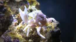 aquarium-von-wolfgang-hutter-80l-nano-riff_Neopetrolisthes maculatus