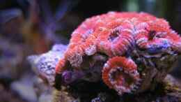 aquarium-von-wolfgang-hutter-80l-nano-riff_Acanthastrea lordhowensis