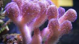 aquarium-von-wolfgang-hutter-80l-nano-riff_Stylopora pistillata Milka