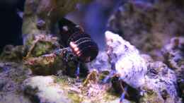 aquarium-von-wolfgang-hutter-80l-nano-riff_Clibanarius tricolor (x5)