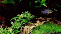 aquarium-von-icewind-juwel-lido-200_pogostemon helferi