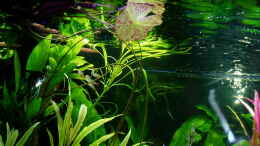 aquarium-von-reiner-dr--med--jesse-becken-34265_Weidenblättriger Wasserfreund im Hintergrund (Hygrophila st