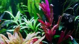 aquarium-von-reiner-dr--med--jesse-becken-34265_Eingesetzter Trieb von Alternanthera reineckii gedeiht gut -