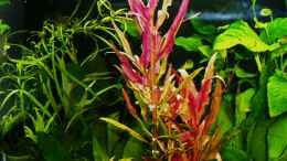 aquarium-von-reiner-dr--med--jesse-becken-34265_Alternanthera reineckii gedeiht hervorragend